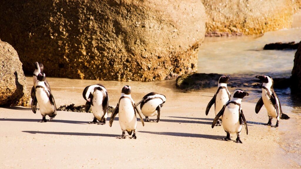 sudafrica-06