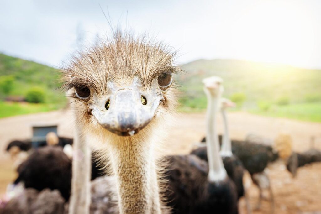 sudafrica-08