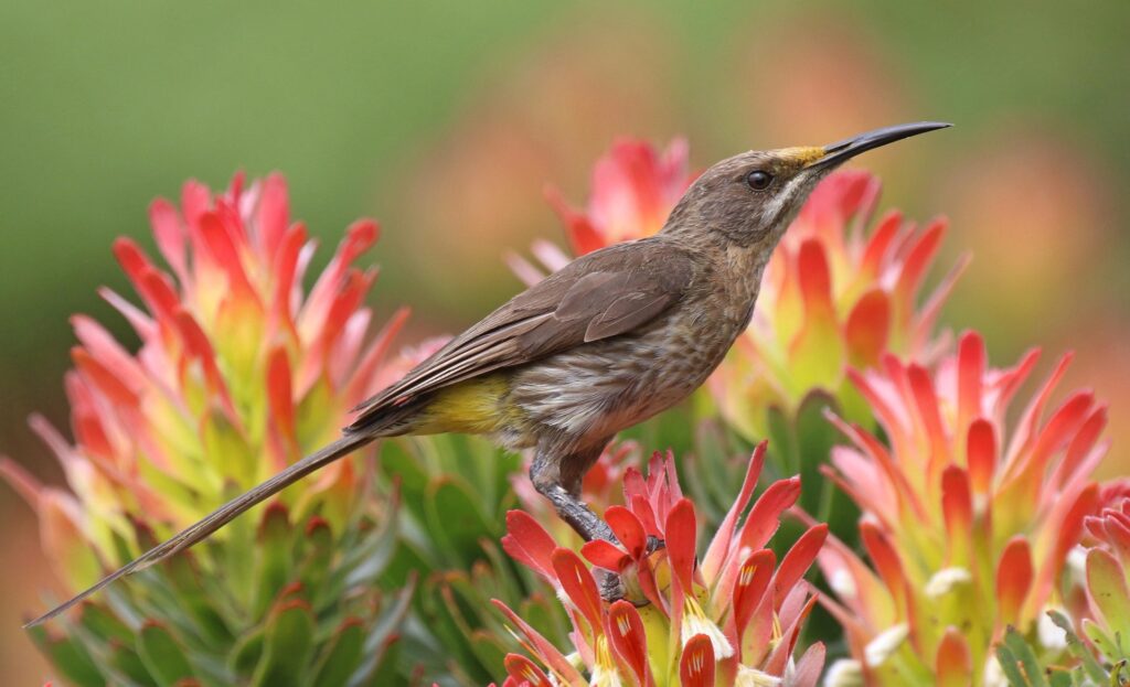 anramb-sugarbird-6122045_1920