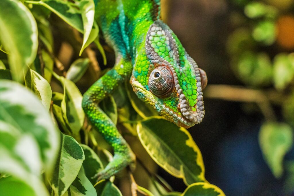 bergadder-chameleon-384957_1920