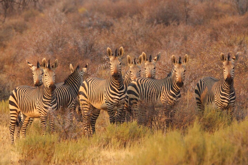 daniele_k-zebras-8054175_1920