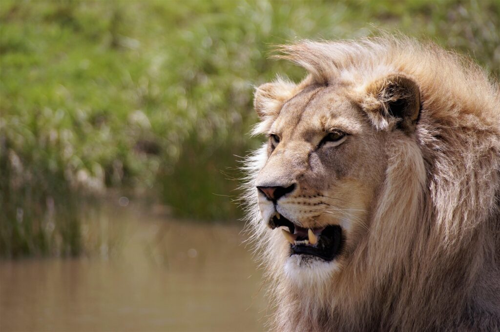 giselleinmotion-lion-5311194_1920