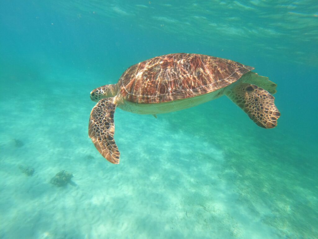 DCIM100GOPROGOPR0081.JPG
