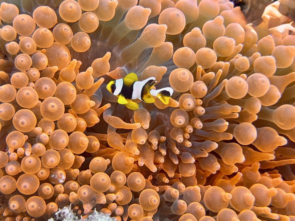 komba underwater world