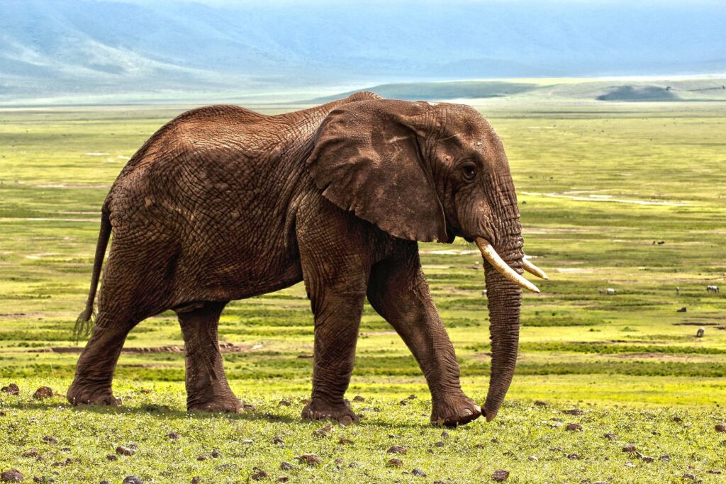 laurentmarx-elephant-1421167_1920