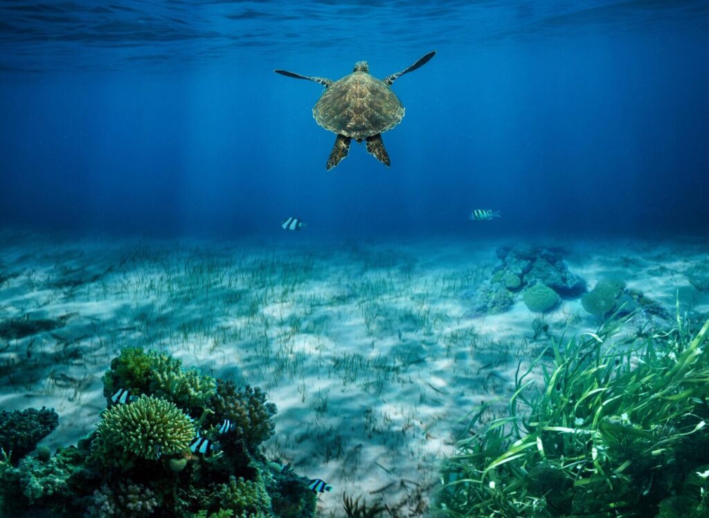 mollyroselee-sea-turtle-8890529_1920