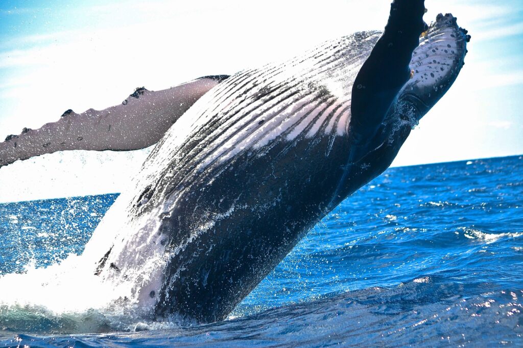 pexels-whale-1850235_1920