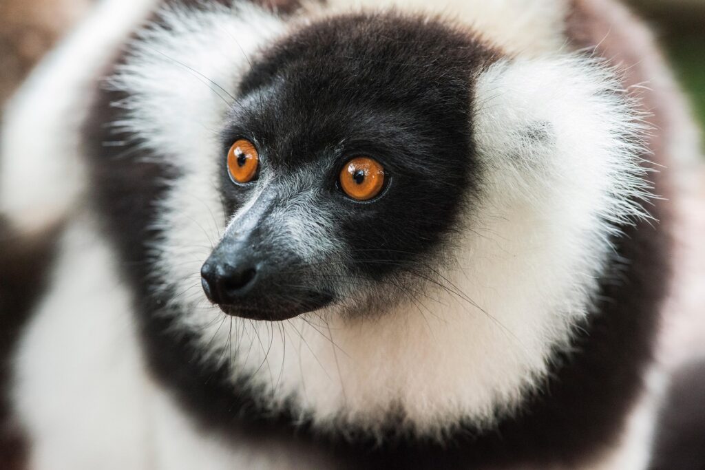 puabar-lemur-6280377_1920