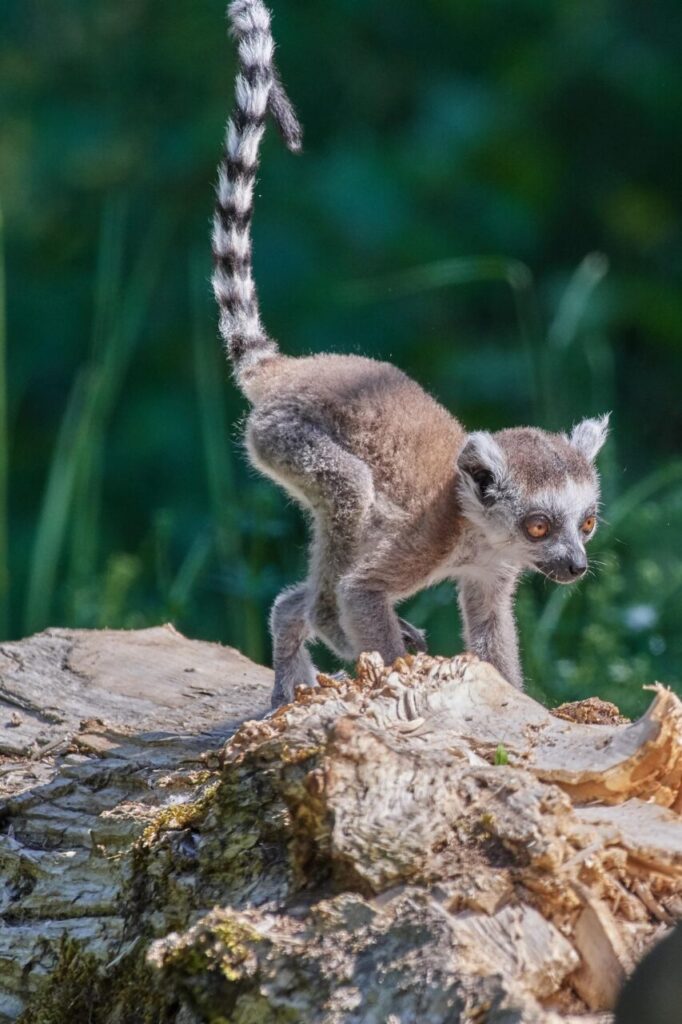 royburi-lemur-3394482_1920 (1)