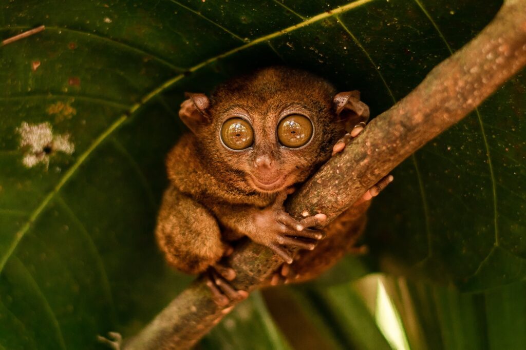 thewildprimate-tarsier-10327055_1920