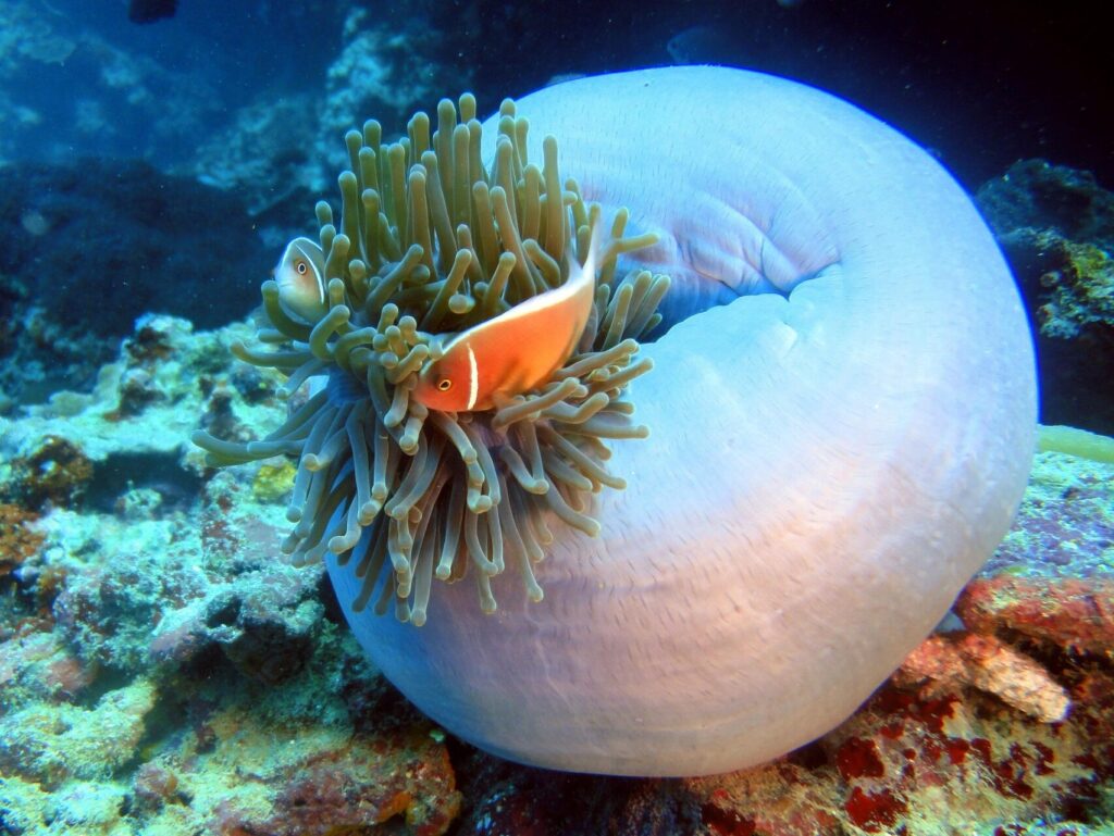 vinkjd-clown-fish-322419_1920