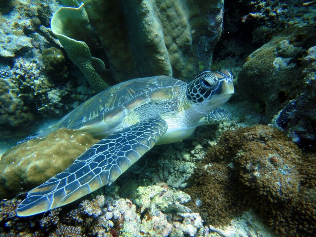 vinkjd-turtle-322416_1920