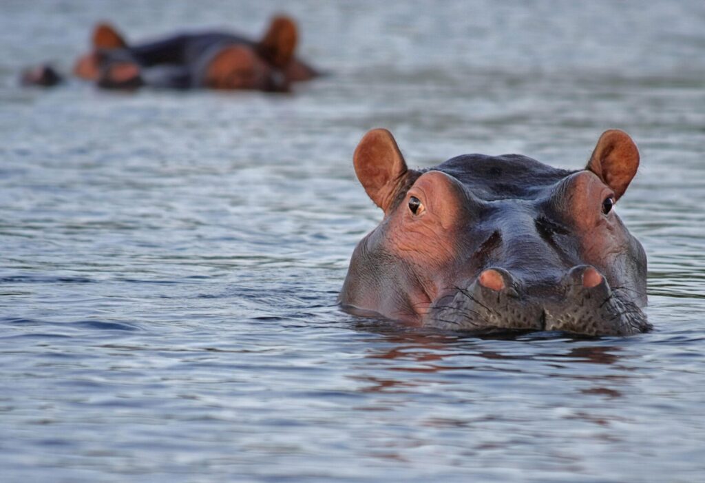 designerpoint-hippo-515027_1920 (1)