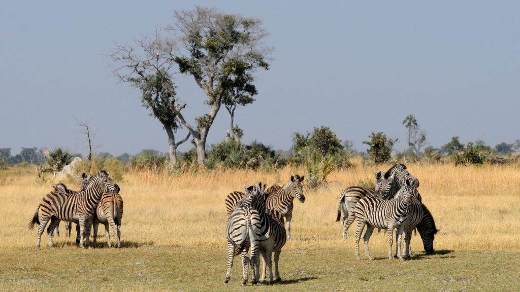 hbieser-botswana-1712234_1920