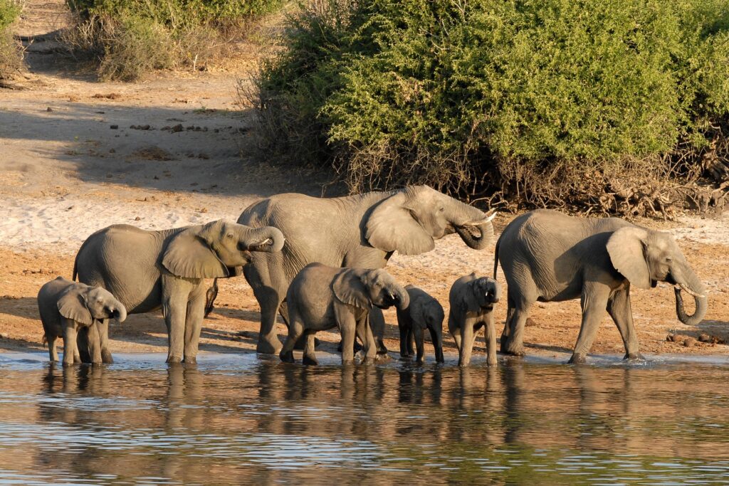 hbieser-botswana-693439_1920 (2)