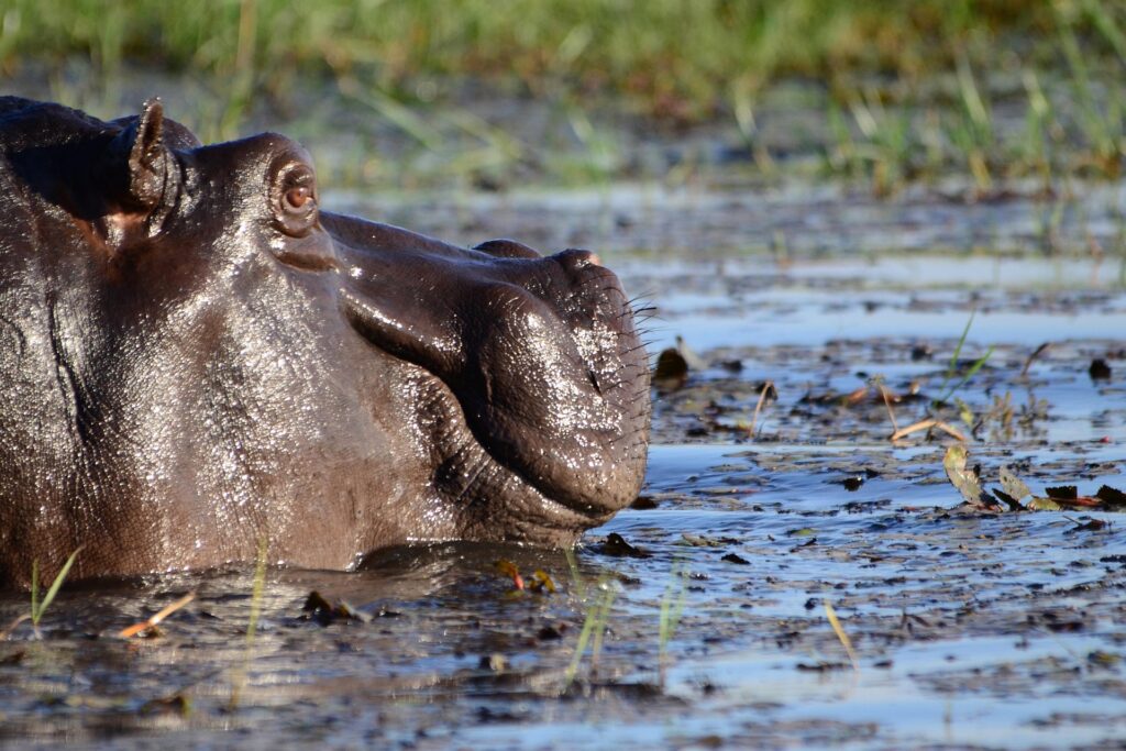 hbieser-hippopotamus-1652906_1920 (1)