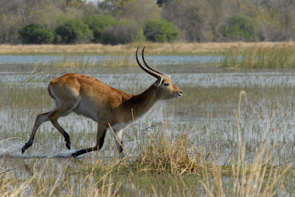 hbieser-marsh-antelope-694461_1920