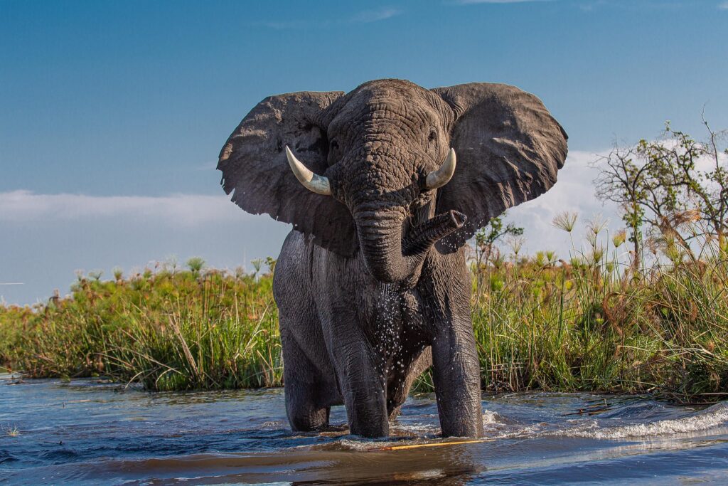 langeweile-african-elephant-4999036_1920 (1)
