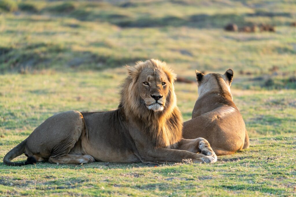 rcn_helgede1-lion-5751867_1920